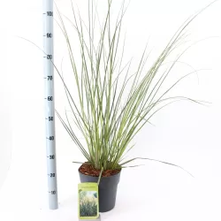 Argentininė kortaderija - Cortaderia selloana PUMILA