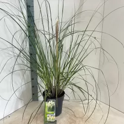 Argentininė kortaderija - Cortaderia selloana PUMILA