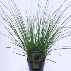 Cortaderia selloana PUMILA