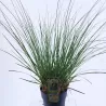 Cortaderia selloana PUMILA