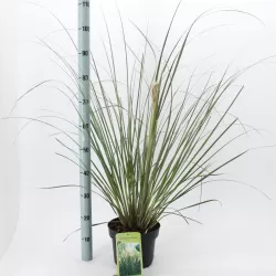 Argentininė kortaderija - Cortaderia selloana PUMILA