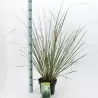 Argentininė kortaderija - Cortaderia selloana PUMILA