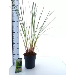 Argentininė kortaderija - Cortaderia selloana PUMILA