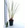 Argentininė kortaderija - Cortaderia selloana PUMILA
