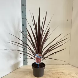 Australinė kordilina - Cordyline australis RED STAR