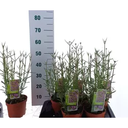 Užsisakyk augalus pavasariui jau dabar