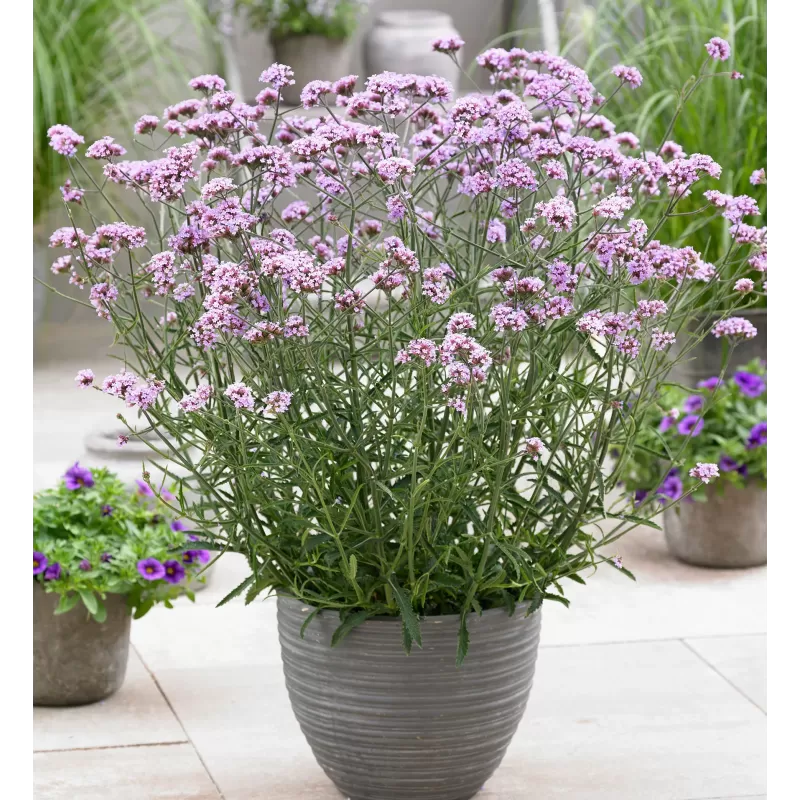 Užsisakyk augalus pavasariui jau dabar