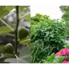 Skiautėtalapis fikusas (figmedis) - Ficus carica 'Brown Turkey' P11/C1 SBC