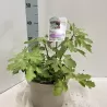 Figmedis - Ficus carica PERRETTA
