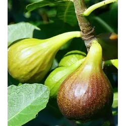 Figmedis - Ficus carica PERRETTA