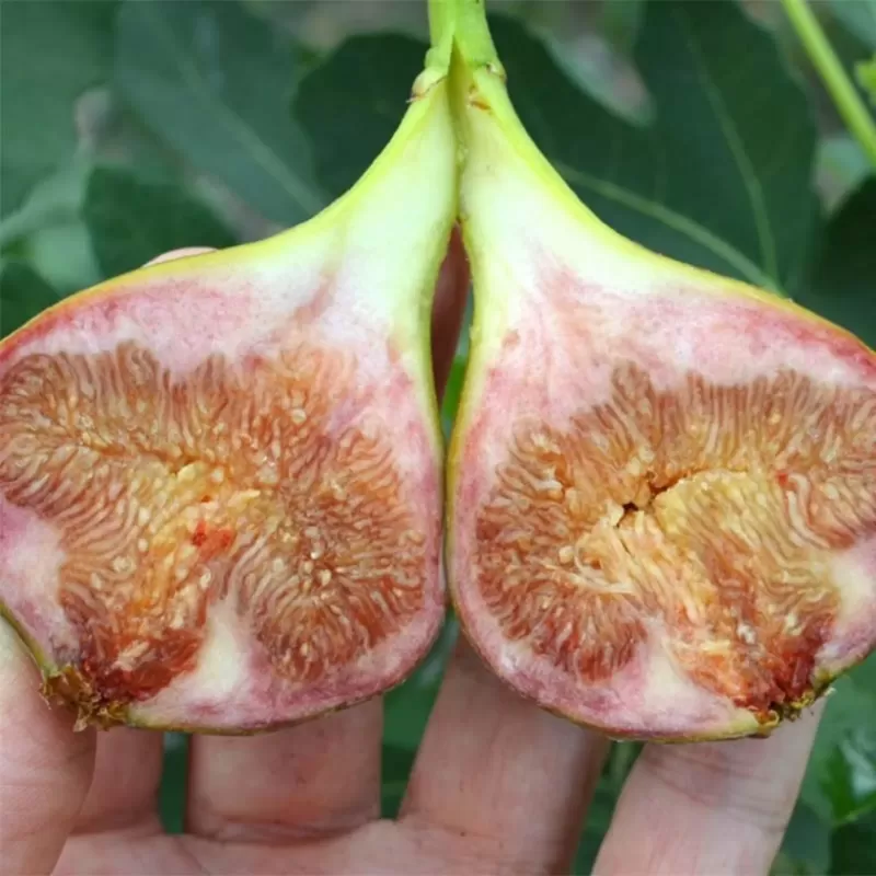 Skiautėtalapis fikusas (figmedis) - Ficus carica 'Brown Turkey' P11/C1 SBC