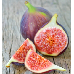 Figmedis - Ficus carica MORENA