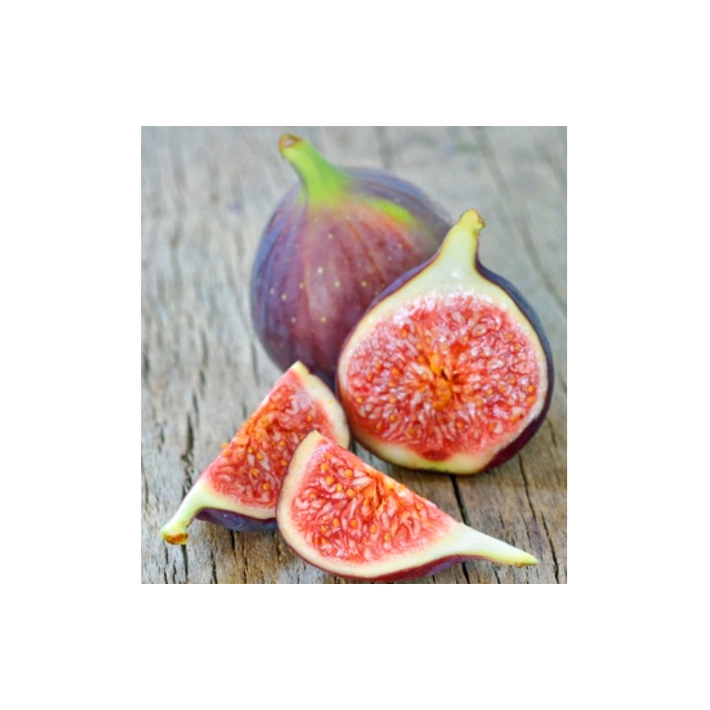 Skiautėtalapis fikusas (figmedis) - Ficus carica 'Brown Turkey' P11/C1 SBC