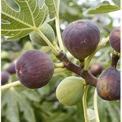 Skiautėtalapis fikusas (figmedis) - Ficus carica 'Brown Turkey' P11/C1 SBC
