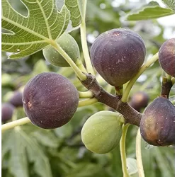 Figmedis - Ficus carica MORENA