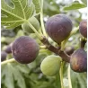 Figmedis - Ficus carica MORENA