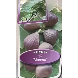 Skiautėtalapis fikusas (figmedis) - Ficus carica 'Brown Turkey' P11/C1 SBC
