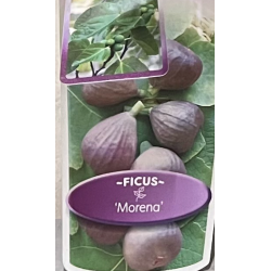 Figmedis - Ficus carica MORENA