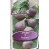 Figmedis - Ficus carica MORENA