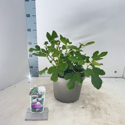Skiautėtalapis fikusas (figmedis) - Ficus carica 'Brown Turkey' P11/C1 SBC
