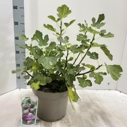 Figmedis - Ficus carica MORENA