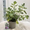 Skiautėtalapis fikusas (figmedis) - Ficus carica 'Brown Turkey' P11/C1 SBC