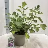 Skiautėtalapis fikusas (figmedis) - Ficus carica 'Brown Turkey' P11/C1 SBC