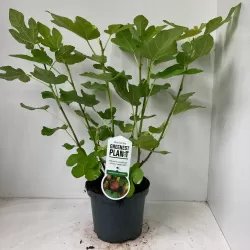 Skiautėtalapis fikusas (figmedis) - Ficus carica 'Brown Turkey' P11/C1 SBC