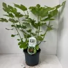 Skiautėtalapis fikusas (figmedis) - Ficus carica 'Brown Turkey' P11/C1 SBC