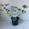 Figmedis - Ficus carica DEL PORTUGALLO