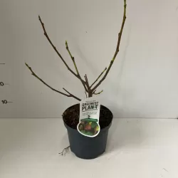 Figmedis - Ficus carica DEL PORTUGALLO