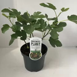 Skiautėtalapis fikusas (figmedis) - Ficus carica 'Brown Turkey' P11/C1 SBC