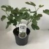 Skiautėtalapis fikusas (figmedis) - Ficus carica 'Brown Turkey' P11/C1 SBC