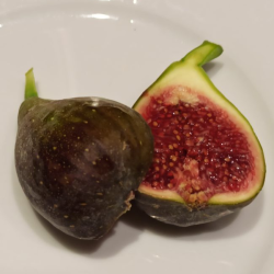 Skiautėtalapis fikusas (figmedis) - Ficus carica 'Brown Turkey' P11/C1 SBC