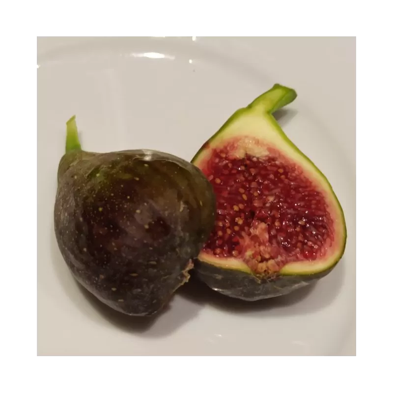 Skiautėtalapis fikusas (figmedis) - Ficus carica 'Brown Turkey' P11/C1 SBC