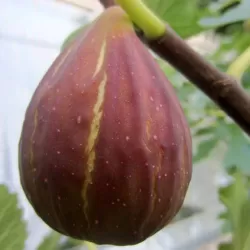 Figmedis - Ficus carica DEL PORTUGALLO