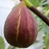 Skiautėtalapis fikusas (figmedis) - Ficus carica 'Brown Turkey' P11/C1 SBC