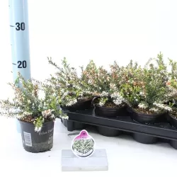 Erica darleyensis WHITE PERFECTION