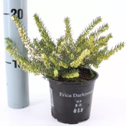 Gausiažiedė erika - Erica darleyensis WHITE PERFECTION