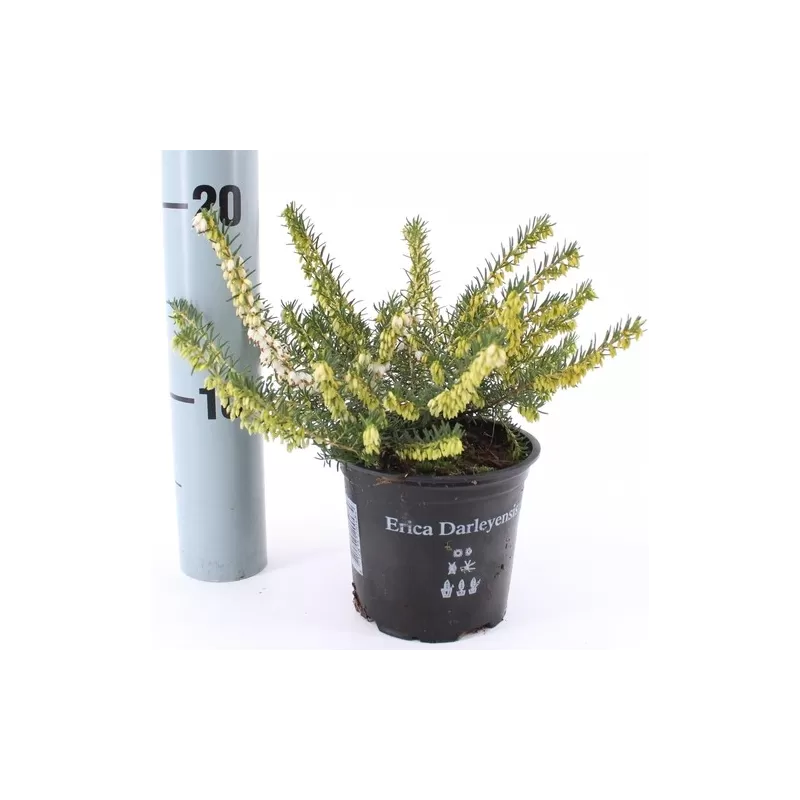 Erica darleyensis WHITE PERFECTION Erica darleyensis WHITE PERFECTION
