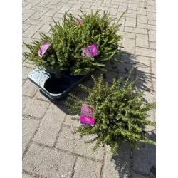 Gausiažiedė erika - Erica darleyensis KRAMERS ROTE