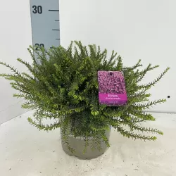 Erica darleyensis KRAMERS ROTE