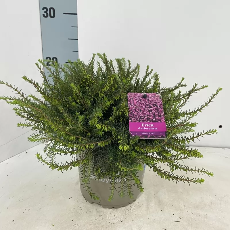 Gausiažiedė erika - Erica darleyensis KRAMERS ROTE