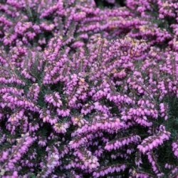 Gausiažiedė erika - Erica darleyensis KRAMERS ROTE