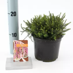 Gausiažiedė erika - Erica darleyensis KRAMERS ROTE