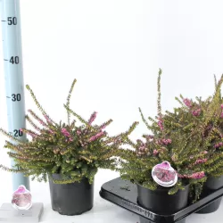 Gausiažiedė erika - Erica darleyensis KRAMERS ROTE