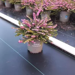 Gausiažiedė erika - Erica darleyensis KRAMERS ROTE