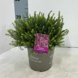 Erica darleyensis J.W. PORTER