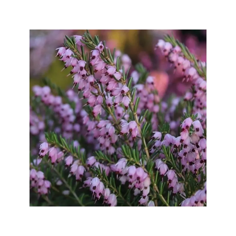 Erica darleyensis GHOST HILLS
