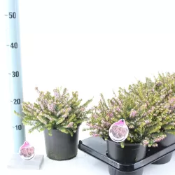 Erica darleyensis GHOST HILLS